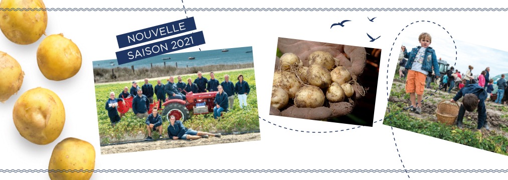 Saison pommes de terre La Noirmoutier
