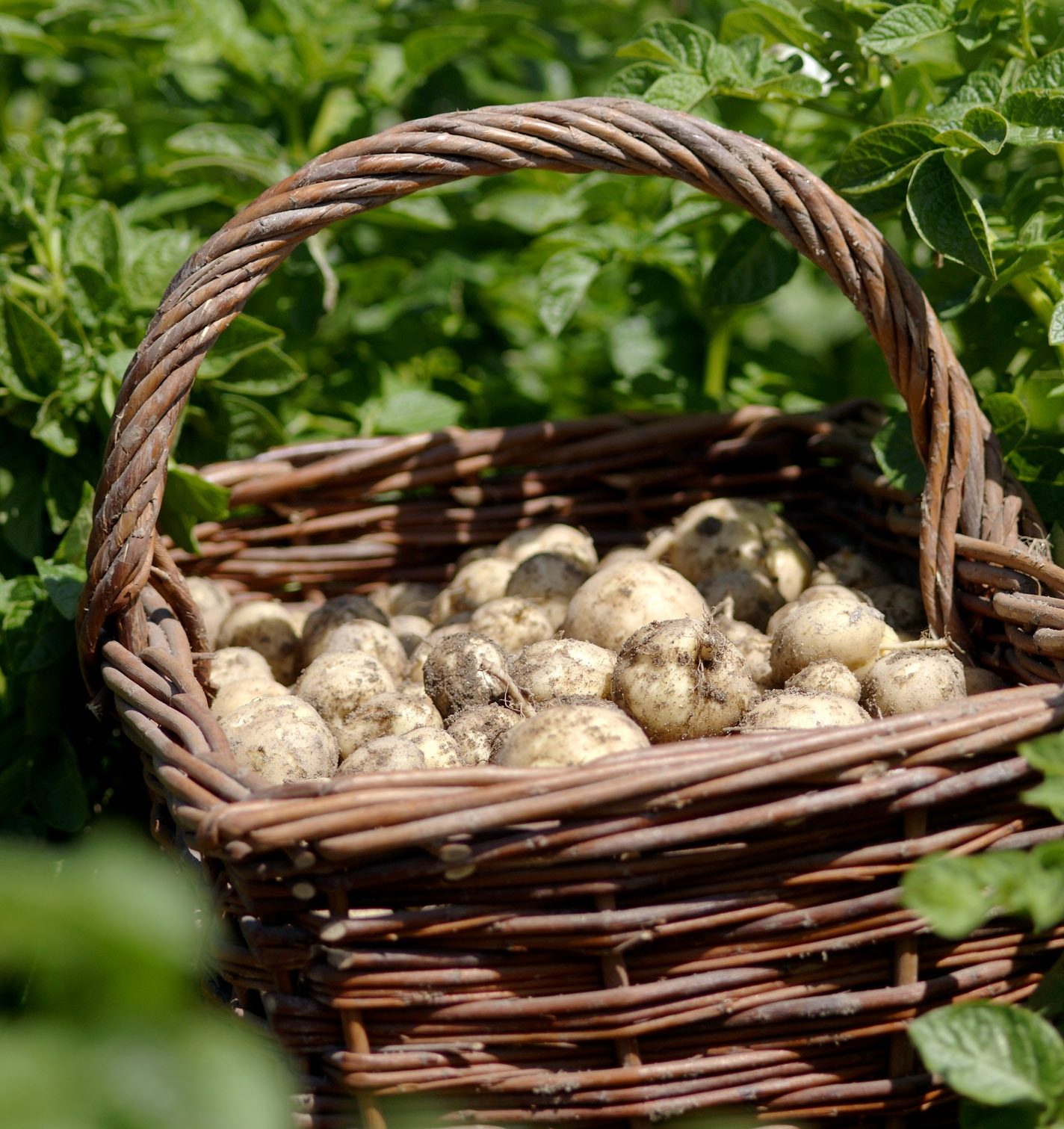 Pomme de terre nouvelle